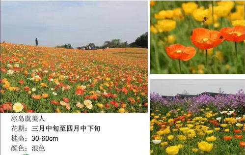 紅花虞美人種子驗貨后付款