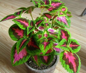 無類目 百貨 園藝用品 含羞怒放園藝店 蘑菇街優店