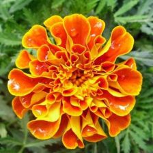 孔雀草種子重瓣紅黃蕊陽臺盆栽花卉種子園林景觀孔雀草花種子