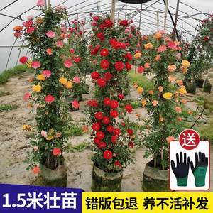 【花卉玫瑰種子圖片】近期1800組花卉玫瑰種子