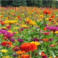 「花卉種子」2024花卉種子價格-圖片-產地-報價多少錢