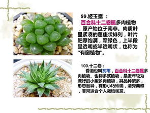 100種室內常見植物養護環境大全 送給你