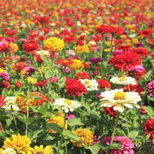 【批發百日草種子 百日菊種子 四季播種易活混色百日草種子庭院陽臺景觀花卉種子圖片】批發百日草種子 百日菊種子 四季播種易活混色百日草種子庭院陽臺景觀花卉種子