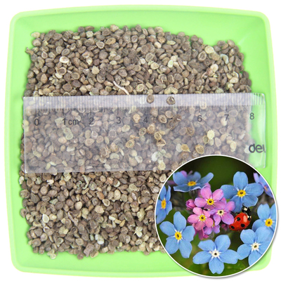 勿忘草種子 藍色小花勿忘我種子 室內陽臺盆栽花卉種子易活播種