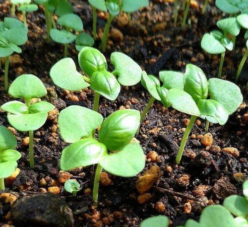 手把手教你種植草本花卉,從種子育苗開始,學會了成活率高
