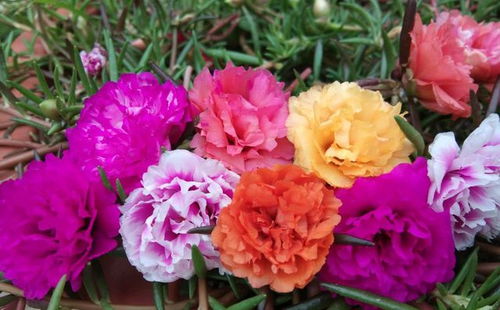 5種漂亮花,夏天要多修剪,剪得多,花枝多,好度夏