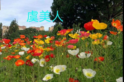 虞美人花種子供應電話