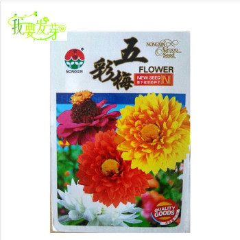 花卉種子 七月菊小葉菊大麗花矢車菊貴妃菊粉麗人多彩胭花秋藍花人參花美人蕉 晚香玉花地被菊 五彩梅0.5克【圖片 價格 品牌 報價】-京東