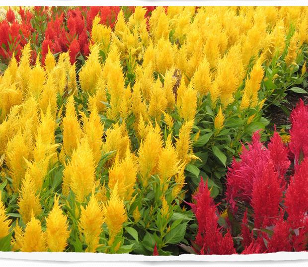 鳳尾種子觀賞花卉種子春播花籽陽臺庭院盆栽觀賞樹種子香草植物