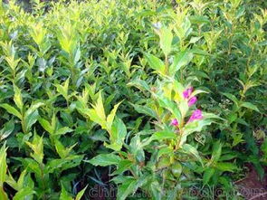 沭陽花供應商,價格,沭陽花批發(fā)市場 