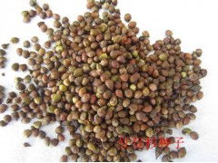 紅豆杉種子紅豆杉小苗優(yōu)質(zhì)紅豆杉小苗優(yōu)質(zhì)紅豆杉種子產(chǎn)品詳細說明