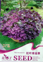 【紅葉幸運草種子】最新最全紅葉幸運草種子 產(chǎn)品參考信息