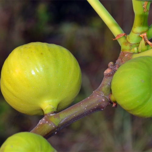 1公分粗大青皮無花果樹苗什么價格