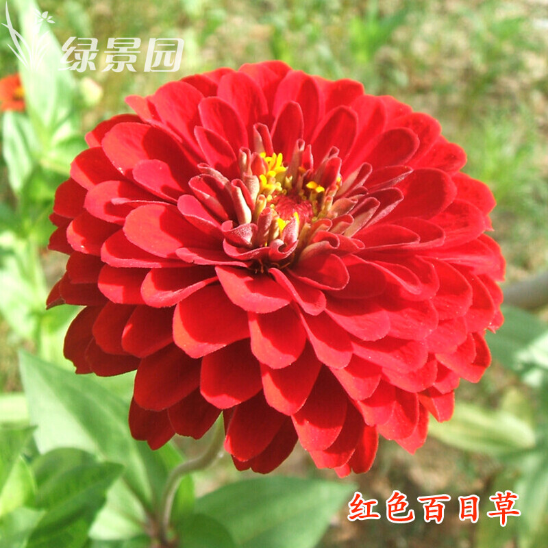 百日草花種子紅黃粉橙白色百日菊景觀花?；ɑ芊N子四季播易活 百日草白色1000粒+2包肥