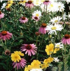 花卉種子 野花組合 耐陰野花組合種子 多種花卉種子組合 五顏六色 【雅卉】 價格 報價 圖片 - 亞馬遜中國