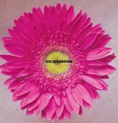 【優質非洲菊苗扶朗苗花卉種子種苗太陽花品種多利價格_優質非洲菊苗扶朗苗花卉種子種苗太陽花品種多利廠家】- 