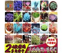 德國景天產品庫