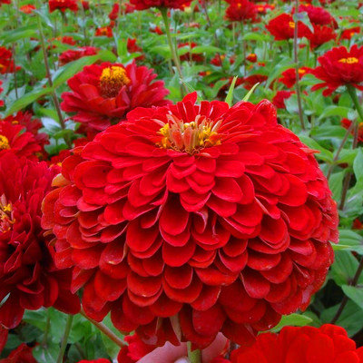 花卉種子 四季花卉種子廠家