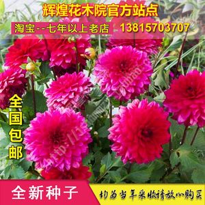 【東洋菊圖片】近期63組東洋菊圖片合集