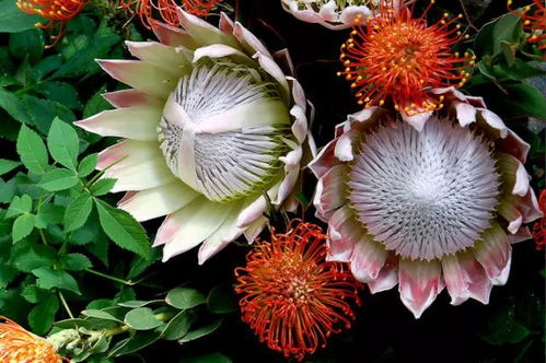 帝王花開 霸氣外漏