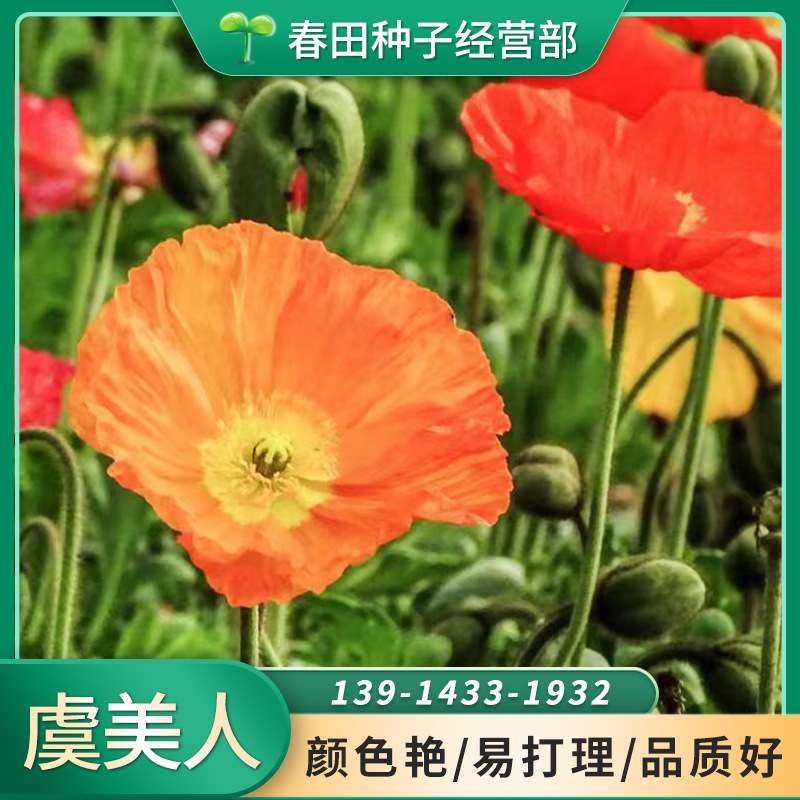 虞美人種子花草種子花卉種子盆栽園林綠化花海花種子花種籽批發