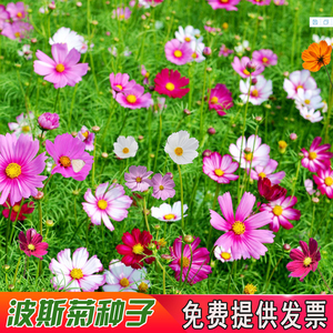 波斯菊菊花種子