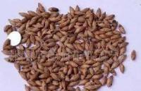 當年花卉種子 桂花種子[供應]_世界工廠網中國產品信息庫