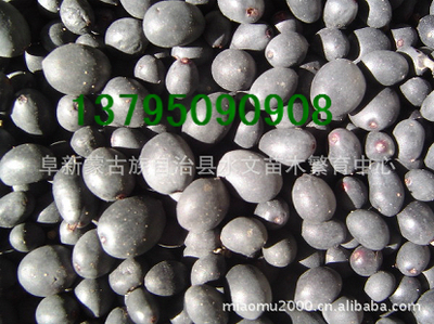 水臘種子,苗木種子、林木種子、花卉種子_農副產品_世界工廠網