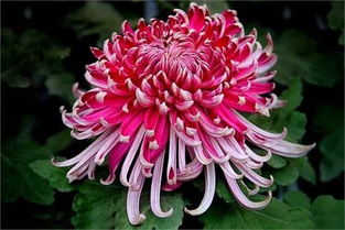 2019年農村種植哪些花卉最賺錢 這4種花卉可能比較賺錢