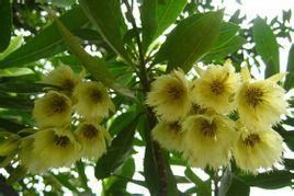 這兩種花叫什么名字