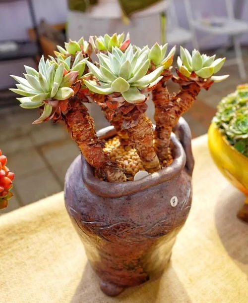 上海 萬象多肉花卉展 隨拍,這些多肉可能入眼