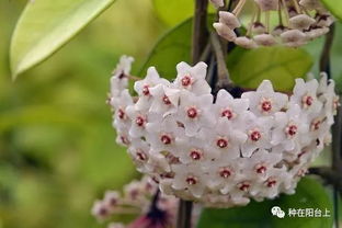 去年初夏陽臺上種的球蘭開著花爬到了鄰居家,今年鄰居也種上了它