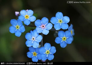 這是什么花 如果自己種的話要多長時間才能有這個現狀 求解