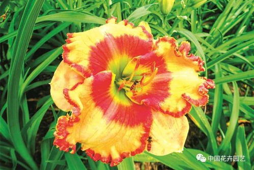 上海應用技術大學國家萱草種質資源庫 囊括現代萱草類型 突出資源多樣性 國家花卉種質資源庫 專題