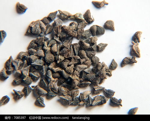 花卉種子藍(lán)薊種子高清圖片下載 紅動(dòng)網(wǎng)