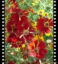 紅花金雞菊_金雞菊價(jià)格_優(yōu)質(zhì)金雞菊批發(fā)/采購(gòu) 