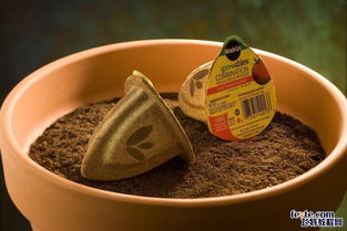 創(chuàng)意花卉種子包裝設(shè)計(jì)