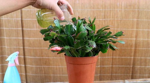 6種吉利花,必須 小盆養(yǎng) ,花盆越大,越難成精品