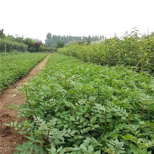 【多款套裝花卉種子食蟲植物-美人齒捕蠅草食蟲草種子夏季必備】-