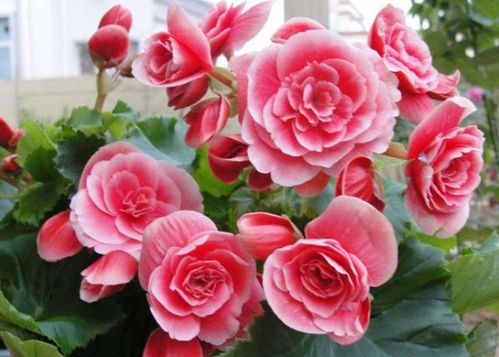 這4種花卉堪稱 夏必死 ,新手小白別亂買