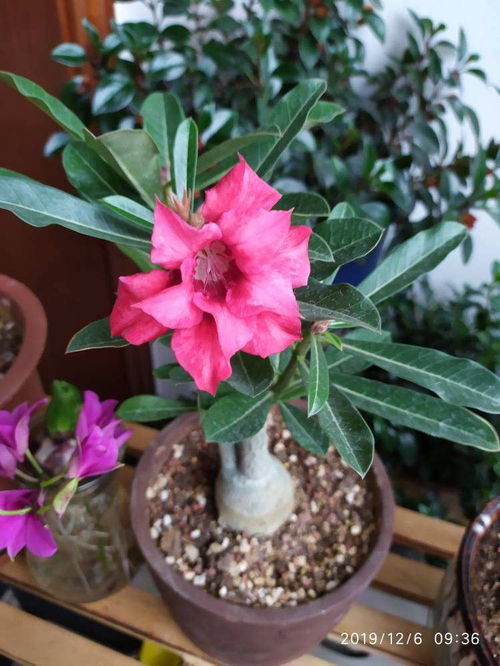 這花就得種在小盆里,盆越小越擠,花長得越旺盛