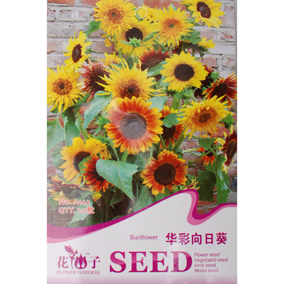 陽臺盆栽花仙子向日葵種子庭院花卉種子 玩具熊向日葵可大量批發 _一淘網