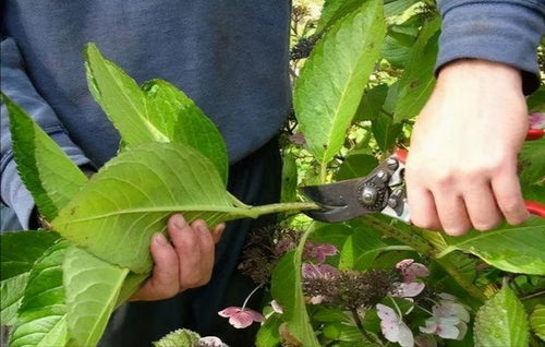 5種 漂亮花 ,7月快扦插,溫度越高生根越快,一次扦插十盆花