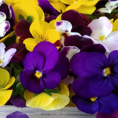 【?三色堇種子擺盤四季陽臺盆栽貓兒臉蝴蝶花 花卉種子 藥用食用春秋季花卉蔬菜種子圖片】?三色堇種子擺盤四季陽臺盆栽貓兒臉蝴蝶花 花卉種子 藥用食用春秋季花卉蔬菜種子