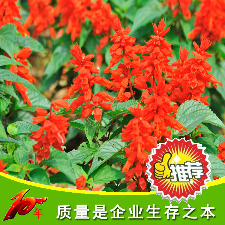 康達園藝 一串紅花草種子 矮串紅花種子 春秋四季播種花卉種 花卉種子、種苗 爆仗紅圖片_高清圖_細節圖-酒泉康達農副產品專業合作社