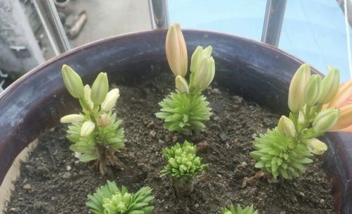 1種百合花,埋土里7天發芽,40天就開花,株型矮小 花朵稠密