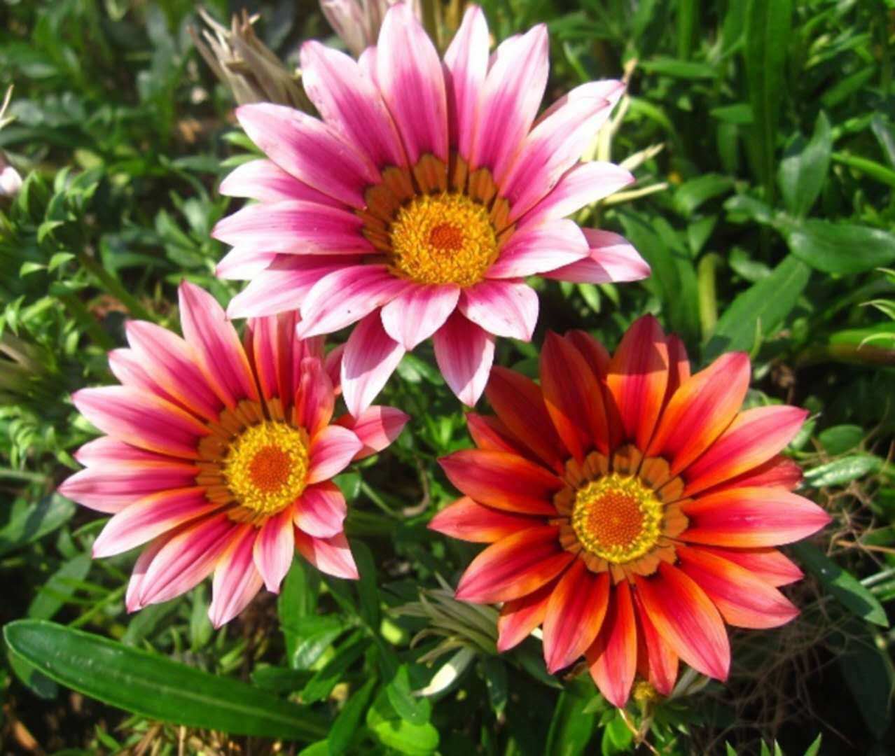 草本花卉種子 勛章菊種子 勛章花 觀賞植物 園藝花卉 直銷-酒泉康達農副產品專業合作社