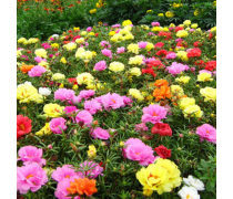 死不了花種子產品信息