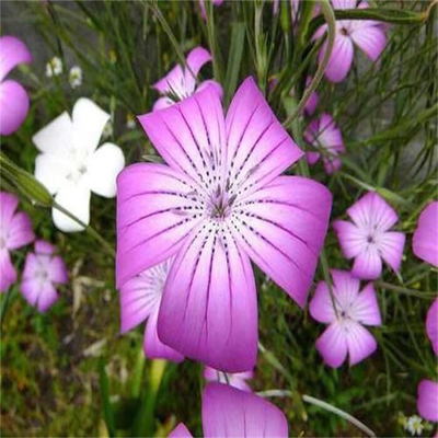 現貨供應 麥仙翁種子 觀賞花卉品種 麥仙翁種子 麥仙翁花籽