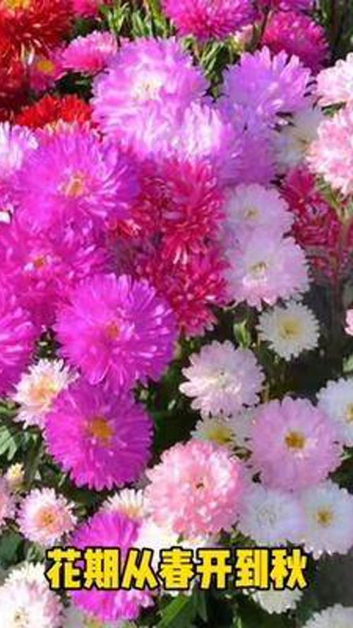 養花 花卉綠植 花卉種子